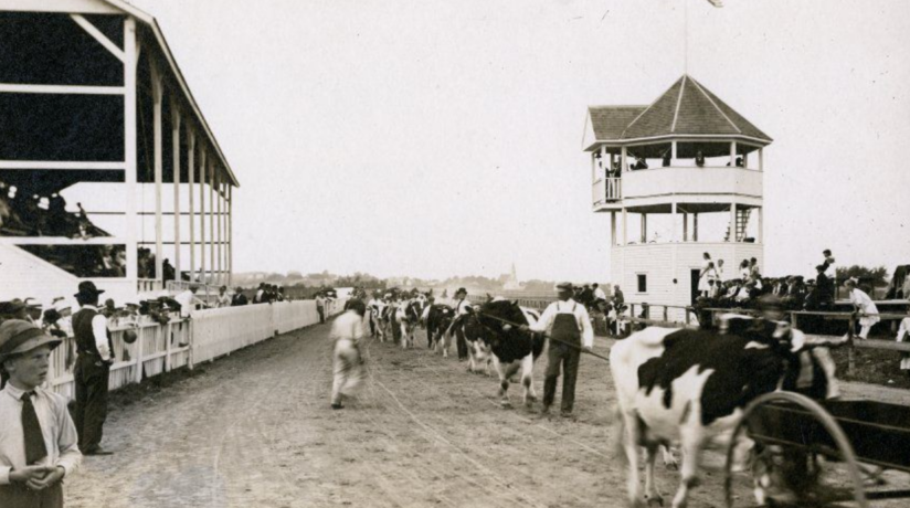 Showing dairy cows at the Washington County Fair in 1905